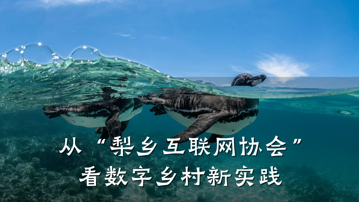 从“梨乡互联网协会”看数字乡村新实践